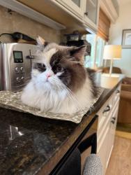Lost Female Cat last seen Central and Armour, Wichita, KS 67206