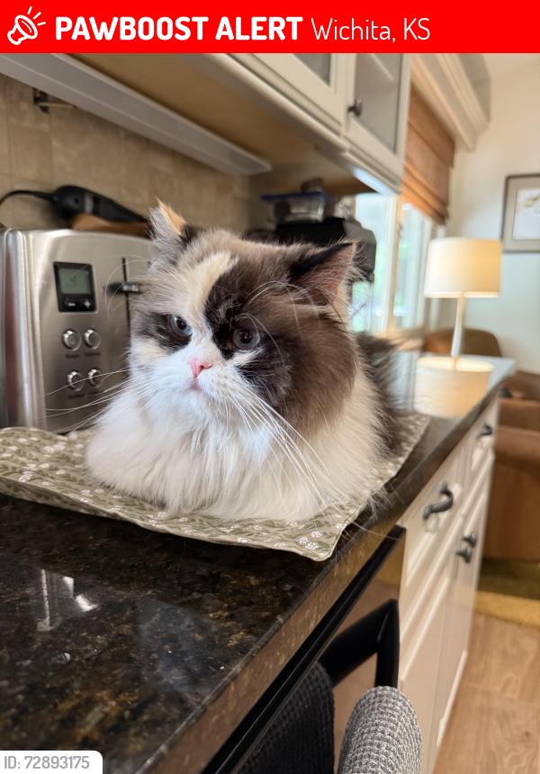 Lost Female Cat last seen Central and Armour, Wichita, KS 67206