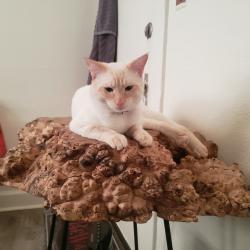 Lost Male Cat last seen Baker road Ariel, Ariel, WA 98603
