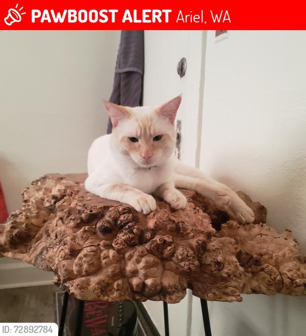 Lost Male Cat last seen Baker road Ariel, Ariel, WA 98603