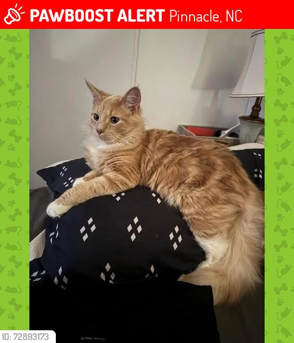 Lost Male Cat last seen Near Pilot Mountain , Pinnacle, NC 27043