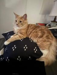 Lost Male Cat last seen Near Pilot Mountain , Pinnacle, NC 27043