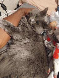 Reunited Male Cat last seen Airport and circle area, Colorado Springs, CO 80916