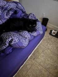 Lost Female Cat last seen Imakolee and Livingston , Naples, FL 34109