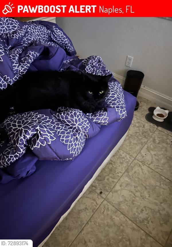 Lost Female Cat last seen Imakolee and Livingston , Naples, FL 34109