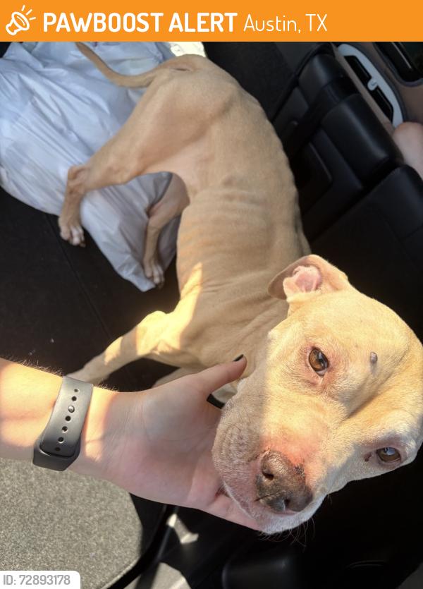Found/Stray Female Dog last seen McNeil & Parmer, Austin, TX 78729