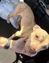 Found/Stray Female Dog last seen McNeil & Parmer, Austin, TX 78729