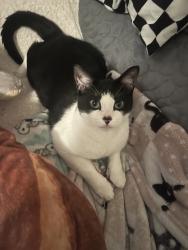 Lost Male Cat last seen Near crimson king trce, Tarpon Springs, FL 34689