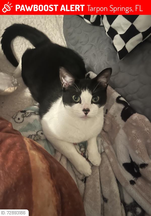 Lost Male Cat last seen Near crimson king trce, Tarpon Springs, FL 34689