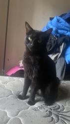 Lost Female Cat last seen Malcom x, Brooklyn, NY 11233