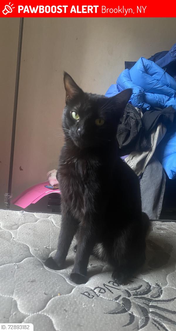 Lost Female Cat last seen Malcom x, Brooklyn, NY 11233