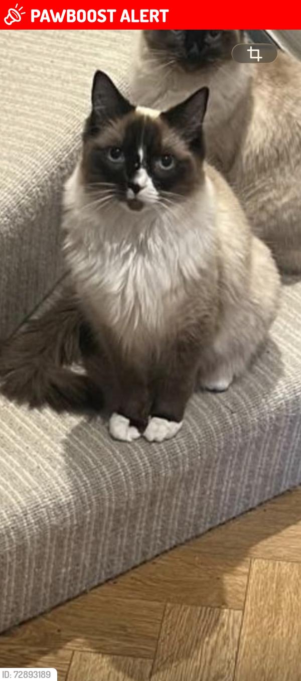 Lost Male Cat last seen Victoria Road, Barnet , uk, London, England AL3 7JH