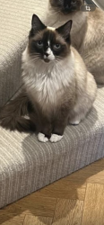 Lost Male Cat last seen Victoria Road, Barnet , uk, London, England AL3 7JH