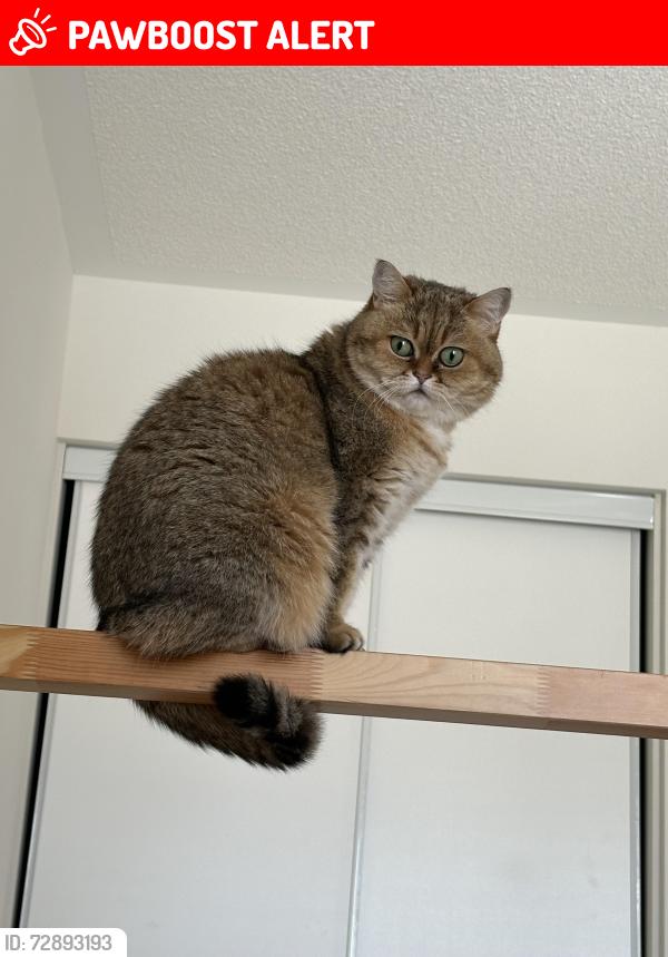 Lost Female Cat last seen payne cres/stocks ln, Newmarket, ON L3X 1V9