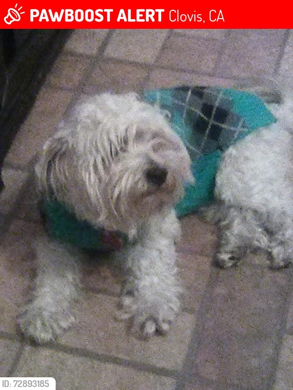 Lost Male Dog last seen Alluvial and DeWolf, Clovis, CA 93619
