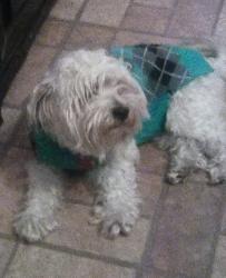 Lost Male Dog last seen Alluvial and DeWolf, Clovis, CA 93619