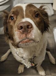 Reunited Female Dog last seen Division and 12th St, Slaton, TX 79364