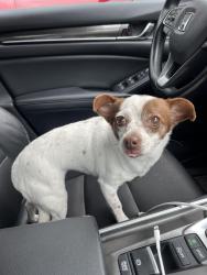 Reunited Unknown Dog last seen Huebner and Babcock , San Antonio, TX 78240