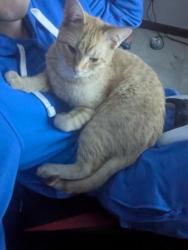 Lost Male Cat last seen North Rd and Lexington , Circle Pines, MN 55014