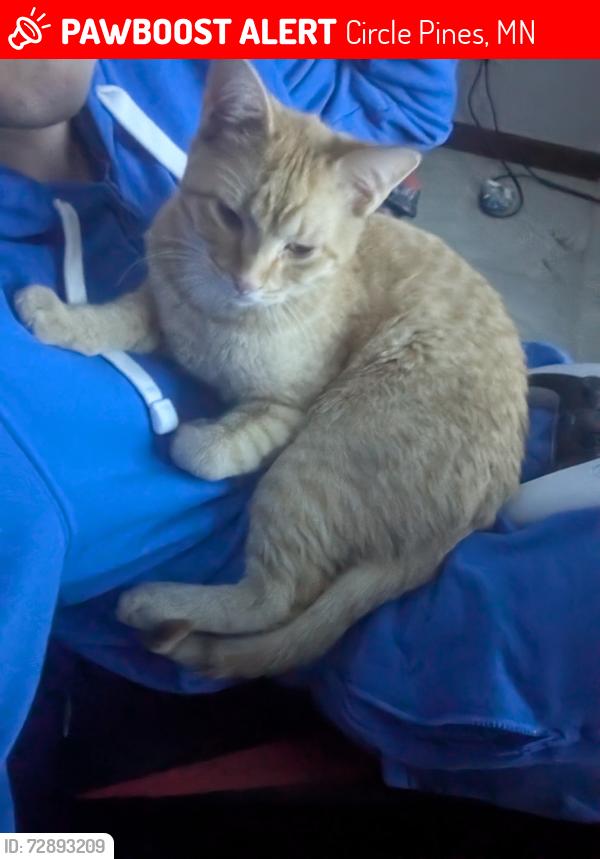 Lost Male Cat last seen North Rd and Lexington , Circle Pines, MN 55014