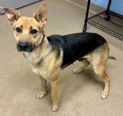 Shelter Stray Female Dog last seen Near Pond View Lane, 30058, GA, Atlanta, GA 30341