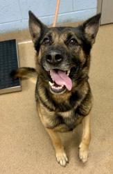 Shelter Stray Male Dog last seen Near Pond View Lane, 30058, GA, Atlanta, GA 30341