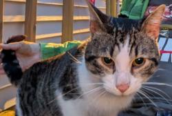 Shelter Stray Male Cat last seen Madison, WI , Madison, WI 53718