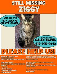 Lost Female Cat last seen Jean street and Santa Clara avenue, Oakland, CA 94610