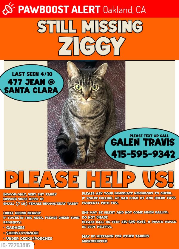 Lost Female Cat last seen Jean street and Santa Clara avenue, Oakland, CA 94610