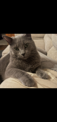 Lost Male Cat last seen Near South St Hartford WI, Hartford, WI 53027