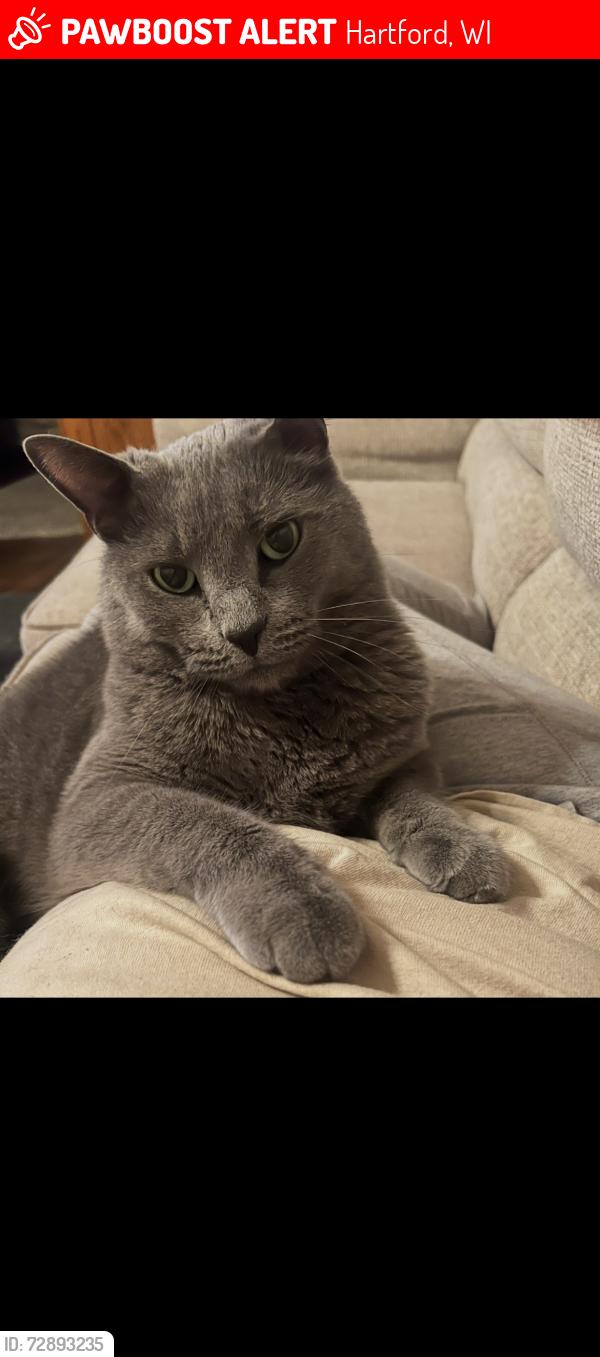 Lost Male Cat last seen Near South St Hartford WI, Hartford, WI 53027