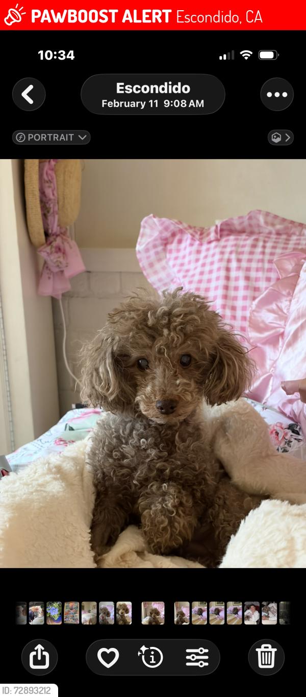 Lost Female Dog last seen Ivy. Juniper. Grand , Escondido, CA 92025
