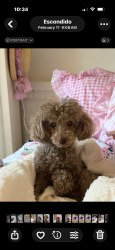 Lost Female Dog last seen Ivy. Juniper. Grand , Escondido, CA 92025
