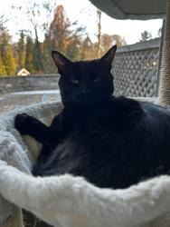 Lost Male Cat last seen Mill Rd and Coates Rd, Abington Township, PA 19046
