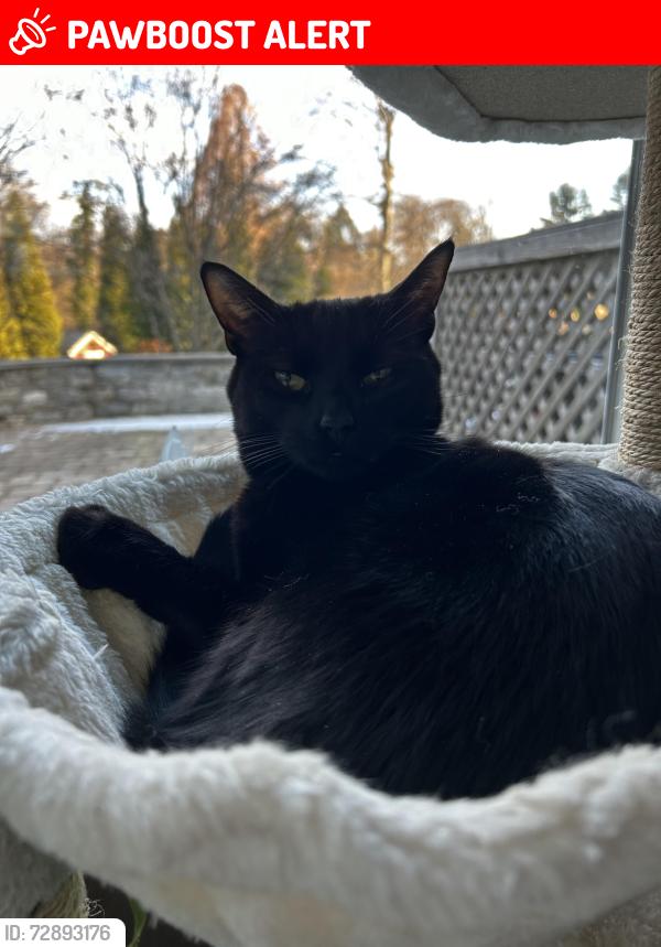 Lost Male Cat last seen Mill Rd and Coates Rd, Abington Township, PA 19046