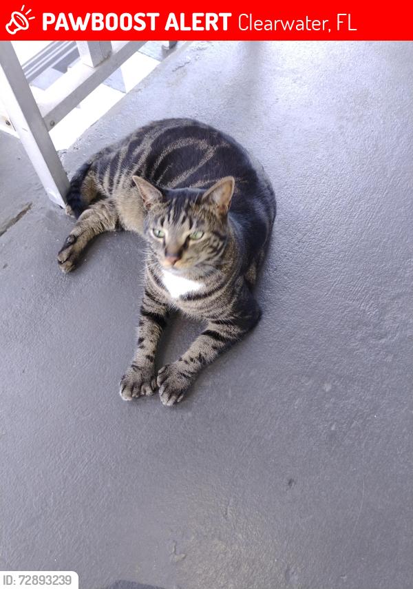 Lost Unknown Cat last seen Hercules ave and lakeview, Clearwater, FL 33764