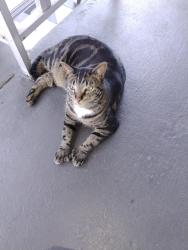 Lost Unknown Cat last seen Hercules ave and lakeview, Clearwater, FL 33764