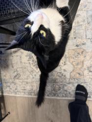 Lost Female Cat last seen Harrisburg , and Forestburg, Middletown, NY 10940