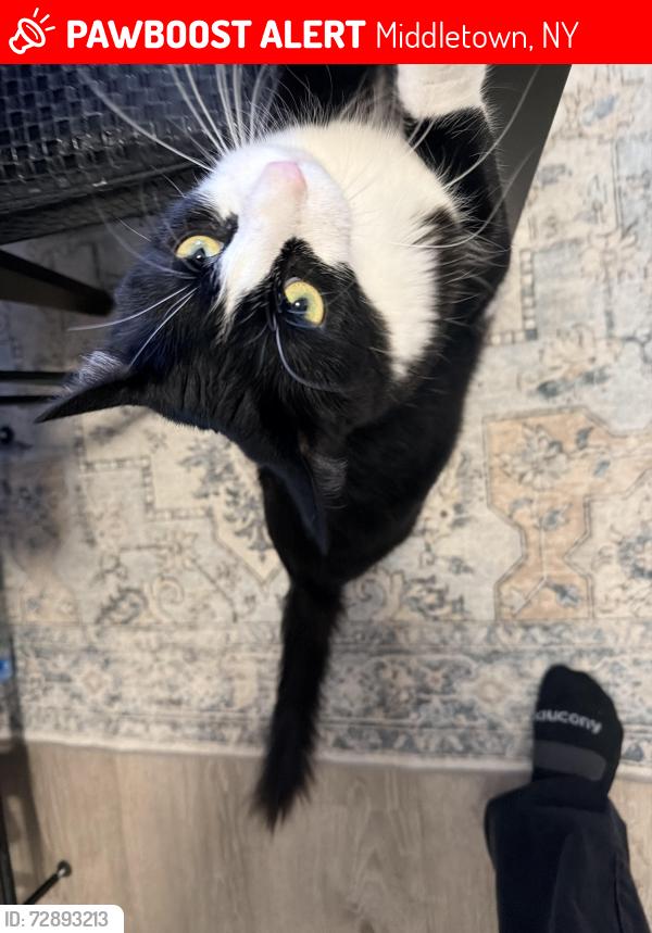 Lost Female Cat last seen Harrisburg , and Forestburg, Middletown, NY 10940