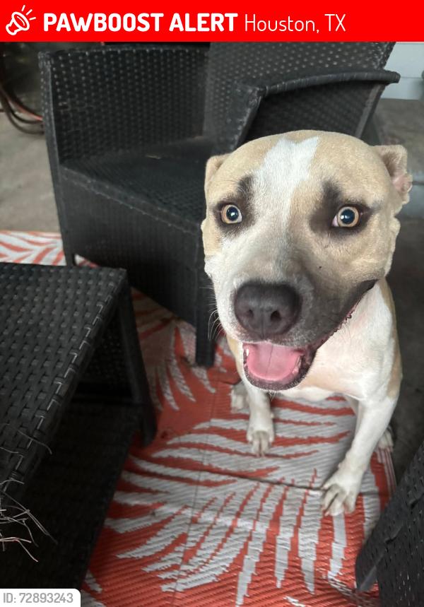 Lost Male Dog last seen Milby high school , Houston, TX 77012