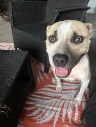 Lost Male Dog last seen Milby high school , Houston, TX 77012