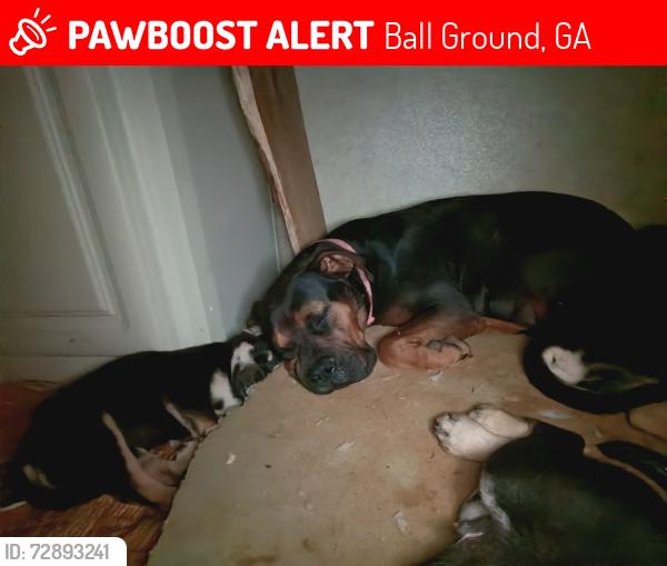 Lost Female Dog last seen flt bottom rd, Ball Ground, GA 30107
