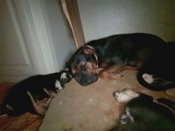 Lost Female Dog last seen flt bottom rd, Ball Ground, GA 30107