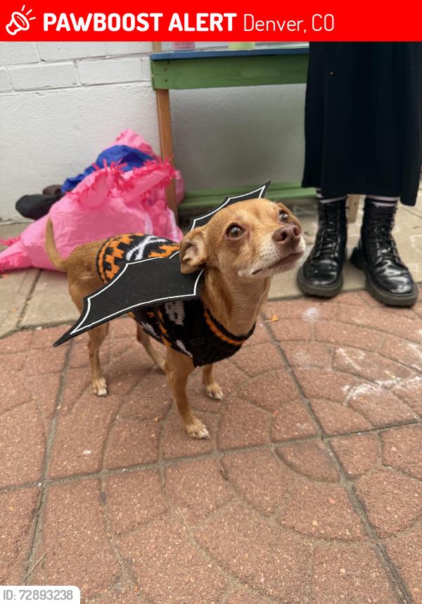 Lost Female Dog last seen Avanti, Denver, CO 80211