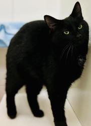Lost Female Cat last seen Two Creeks Rd/Lake Pine Dr, Cary, NC 27511