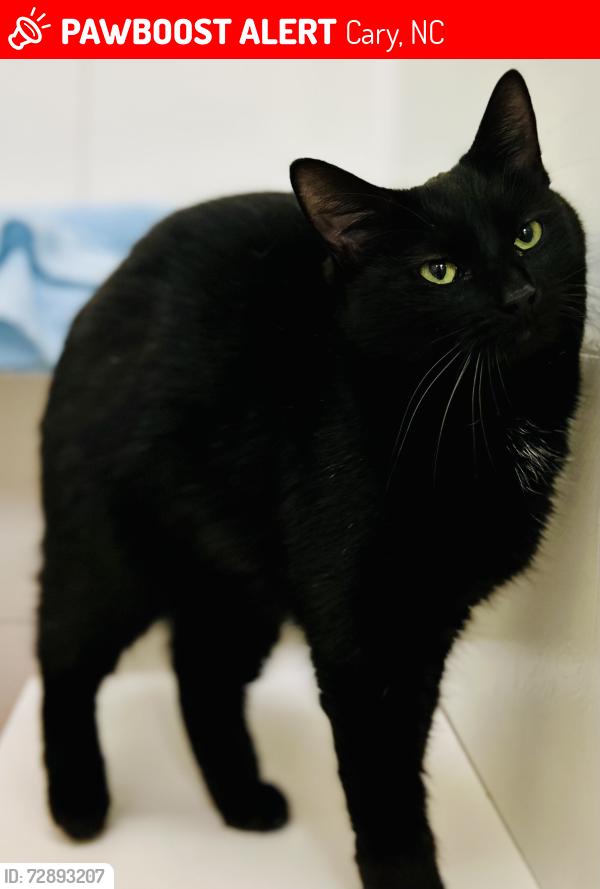 Lost Female Cat last seen Two Creeks Rd/Lake Pine Dr, Cary, NC 27511