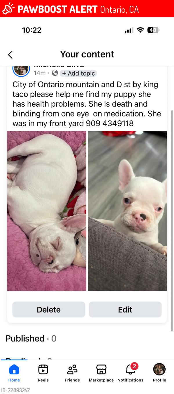 Lost Female Dog last seen Mountain,holt, Ontario, CA 91762