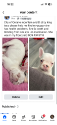 Lost Female Dog last seen Mountain,holt, Ontario, CA 91762