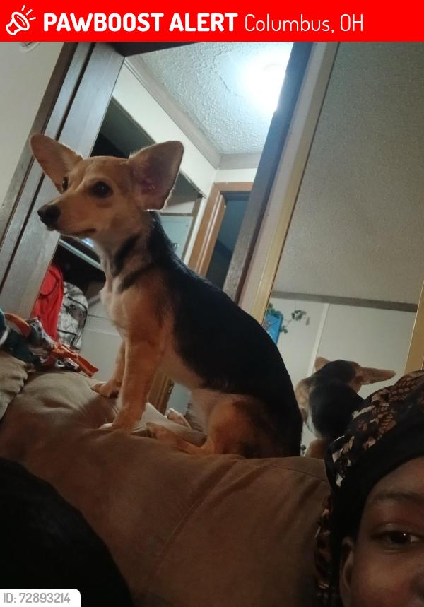 Lost Female Dog last seen 4th street, Columbus, OH 43201