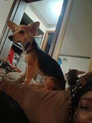 Lost Female Dog last seen 4th street , Columbus, OH 43201